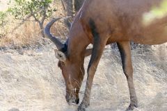Namibia - Etosha National Park - Animal: Red hartebeest