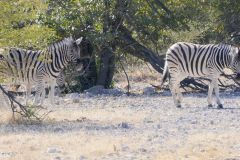 Namibia - Etosha National Park - Animal: Burchell's zebra