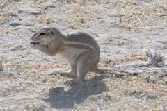 Namibia - Etosha National Park - Animal: Ground squirrel