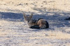 Namibia - Etosha National Park - Animal: Black-backed jackal