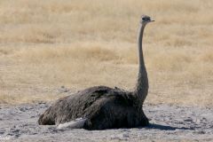 Namibia - Etosha National Park - Animal: Ostrich