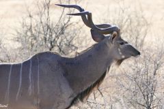 Namibia - Etosha National Park - Animal: Kudu