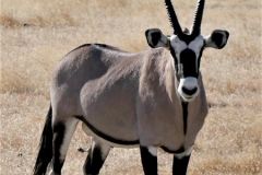 Namibia - Etosha National Park - Animal: Gemsbok