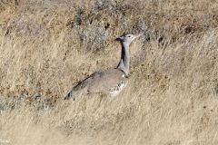 Namibia - Etosha National Park - Bird: Kori bustard