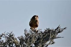 Namibia - Etosha National Park - Bird: Owl