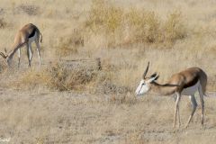Namibia - Etosha National Park - Animal: Springbok