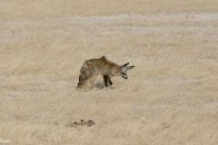 Namibia - Etosha National Park - Animal: Bat-eared fox