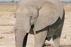 Namibia - Etosha National Park - Animal: Elephant