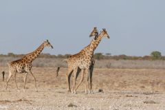 Namibia - Etosha National Park - Animal: Giraffe