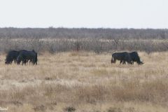 Namibia - Etosha National Park - Animal: Wildebeest (Gnu)