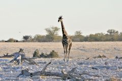 Namibia - Etosha National Park - Okaukuejo Camp - Waterhole - Animal: Giraffe