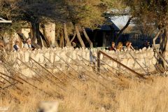 Namibia - Etosha National Park - Okaukuejo Camp - Waterhole