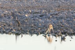 Namibia - Etosha National Park - Okaukuejo Camp - Waterhole - Animal: Springbok - Bird: Kori bustard