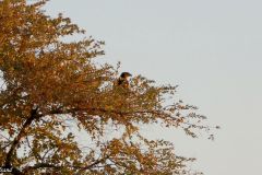 Namibia - Etosha National Park - Okaukuejo Camp - Waterhole - Bird: Tawny Eagle
