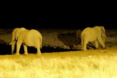 Namibia - Etosha National Park - Okaukuejo Camp - Waterhole - Animal: Elephant