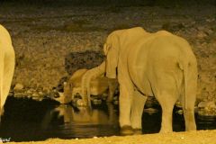 Namibia - Etosha National Park - Okaukuejo Camp - Waterhole - Animal: Elephant, rhino