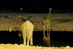 Namibia - Etosha National Park - Okaukuejo Camp - Waterhole - Animal: Elephant, giraffe