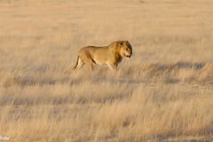 Namibia - Etosha National Park - Animal: Lion
