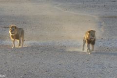 Namibia - Etosha National Park - Animal: Lion