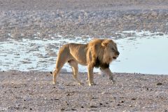 Namibia - Etosha National Park - Animal: Lion
