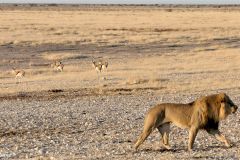Namibia - Etosha National Park - Animal: Lion, springbok