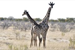 Namibia - Etosha National Park - Animal: Giraffe