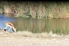 Namibia - Etosha National Park - Animal: Springbok