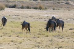 Namibia - Etosha National Park - Animal: Wildebeest (Gnu)