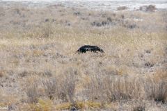 Namibia - Etosha National Park