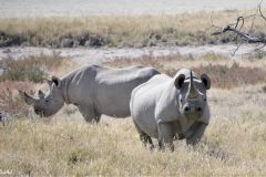 Namibia - Etosha National Park - Animal: Rhino