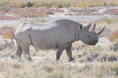 Namibia - Etosha National Park - Animal: Rhino
