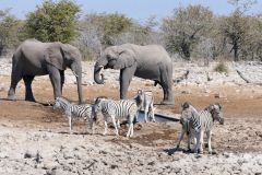 Namibia - Etosha National Park - Waterhole - Animal: Elephant, zebra