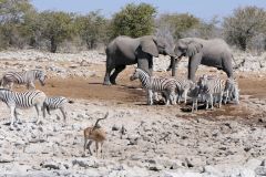 Namibia - Etosha National Park - Waterhole - Animal: Impala, zebra, elephant
