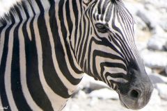 Namibia - Etosha National Park - Waterhole - Animal: Zebra
