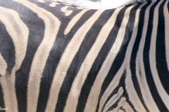 Namibia - Etosha National Park - Waterhole - Animal: Zebra
