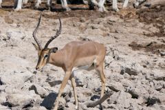 Namibia - Etosha National Park - Waterhole - Animal: Impala
