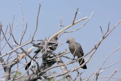 Namibia - Etosha National Park - Waterhole - Bird: Grey Go-away-bird