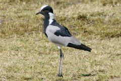 Namibia - Etosha National Park - Namutoni Camp
