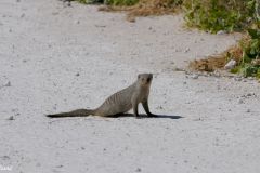 Namibia - Etosha National Park - Namutoni Camp - Animal: Banded mongoose