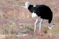 Namibia - Etosha National Park - Bird: Ostrich