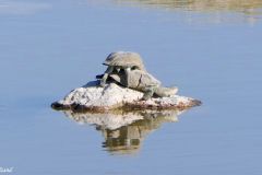 Namibia - Etosha National Park - Koinachas waterhole - Animal: Tortoise
