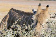 Namibia - Etosha National Park - Animal: Giraffe