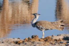Namibia - Etosha National Park - Chudop waterhole - Bird: Kori bustard