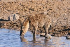 Namibia - Etosha National Park - Chudop waterhole - Animal: Spotted hyena