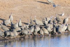 Namibia - Etosha National Park - Chudop waterhole - Bird: Helmeted guineafowl