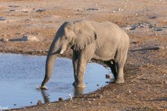Namibia - Etosha National Park - Chudop waterhole - Animal: Elephant