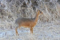 Namibia - Etosha National Park - Animal: Damara dik-dik