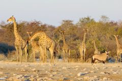 Namibia - Etosha National Park - Animal: Giraffe, oryx
