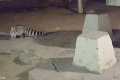 Namibia - Etosha National Park - Namutoni Camp - Animal: Small-spotted genet