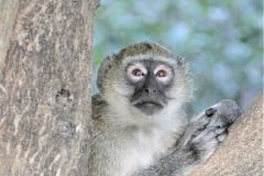 Namibia - Kwando River - Namushasha River Lodge Campsite - Animal: Vervet monkey